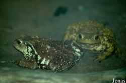 Bufo gargarizans