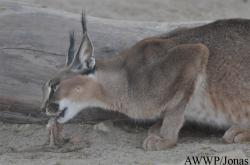 Al Wabra Wildlife Preservation