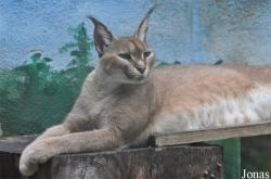 Caracal caracal caracal