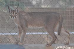 Al Wabra Wildlife Preservation