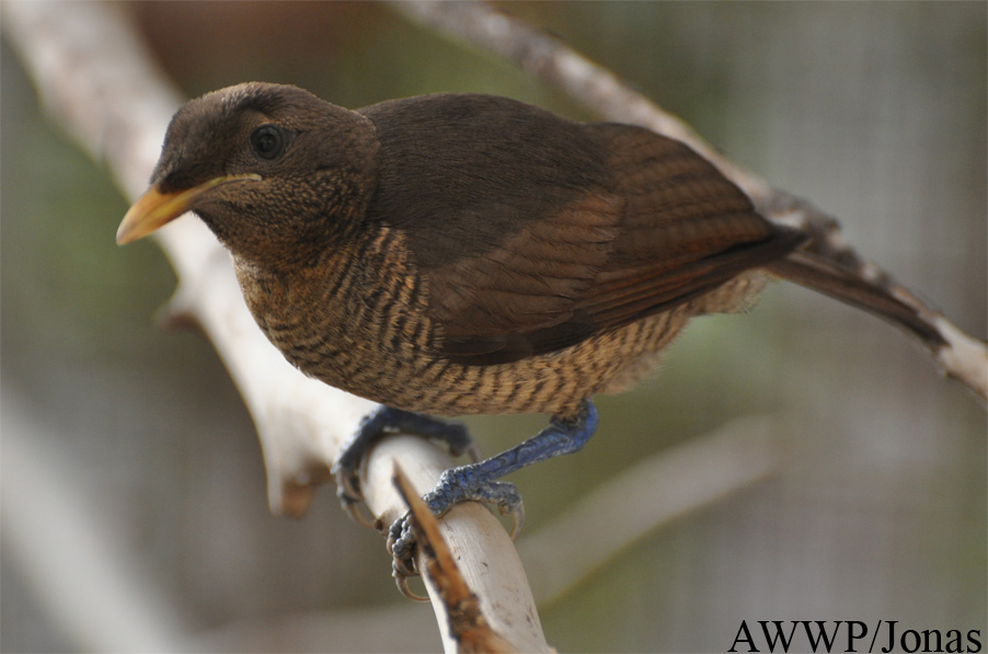 Al Wabra Wildlife Preservation