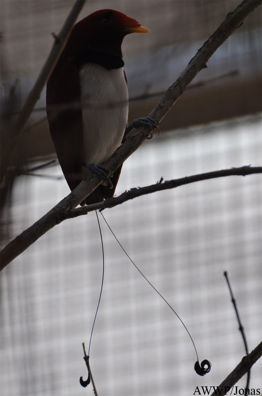 Al Wabra Wildlife Preservation