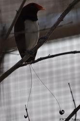 Al Wabra Wildlife Preservation