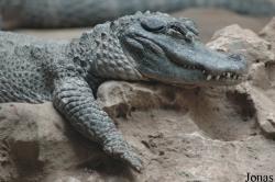 Alligator sinensis
