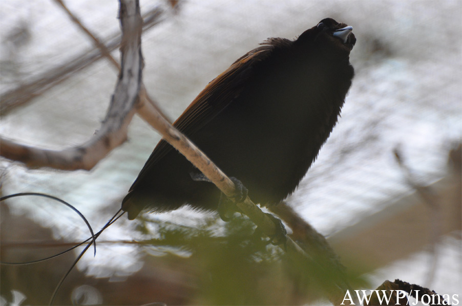 Al Wabra Wildlife Preservation