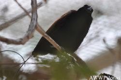 Al Wabra Wildlife Preservation