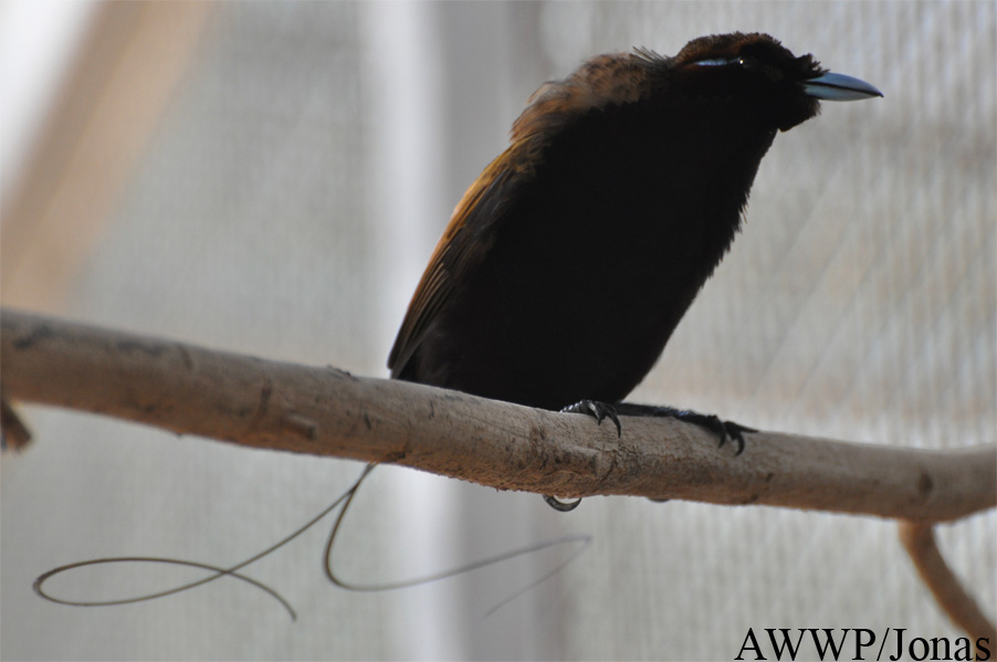 Al Wabra Wildlife Preservation
