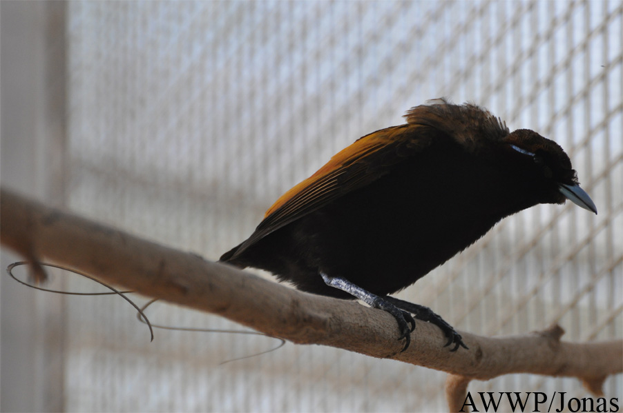 Al Wabra Wildlife Preservation