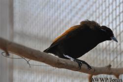 Al Wabra Wildlife Preservation