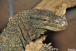 Varanus salvadorii