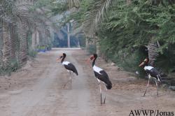 Al Wabra Wildlife Preservation