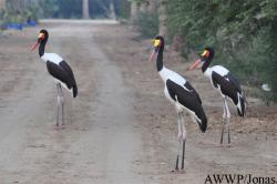 Al Wabra Wildlife Preservation