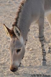 Al Wabra Wildlife Preservation