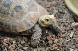 Indotestudo elongata