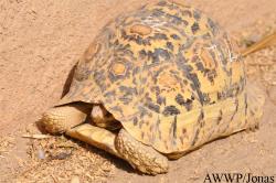 Al Wabra Wildlife Preservation