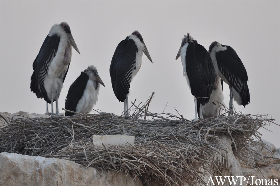 Al Wabra Wildlife Preservation