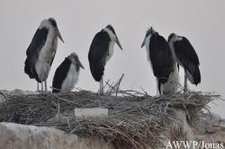 Al Wabra Wildlife Preservation