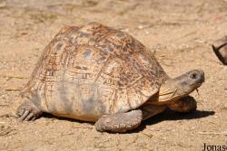Stigmochelys pardalis