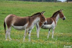 Equus kiang