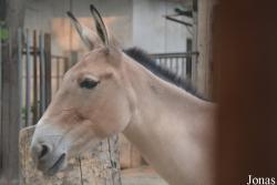 Equus hemionus hemionus