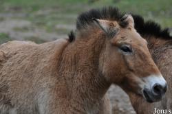 Equus przewalskii