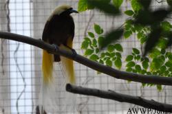 Al Wabra Wildlife Preservation