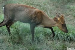 Muntiacus crinifrons