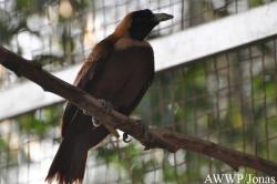 Al Wabra Wildlife Preservation