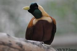 Al Wabra Wildlife Preservation