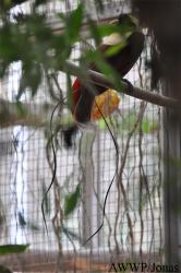 Al Wabra Wildlife Preservation