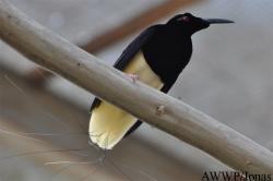 Al Wabra Wildlife Preservation
