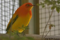 Sericulus ardens