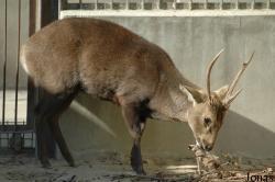 Beijing Zoological Gardens
