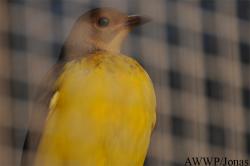 Al Wabra Wildlife Preservation
