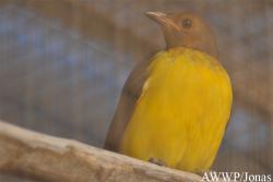 Al Wabra Wildlife Preservation