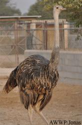 Al Wabra Wildlife Preservation