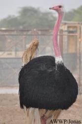 Al Wabra Wildlife Preservation
