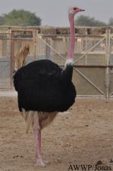 Al Wabra Wildlife Preservation