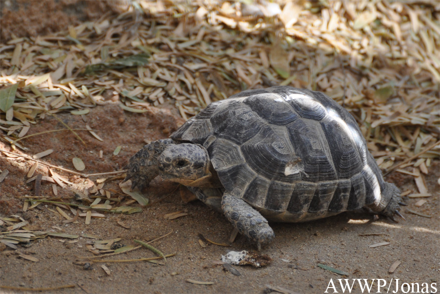 Al Wabra Wildlife Preservation
