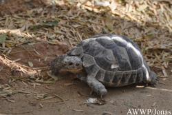 Al Wabra Wildlife Preservation