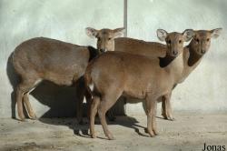 Axis porcinus