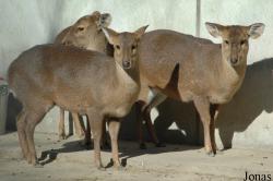 Beijing Zoological Gardens