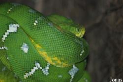 Corallus caninus