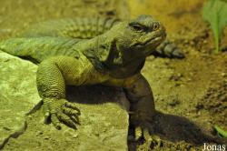 Uromastyx aegyptia