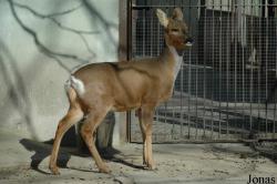 Beijing Zoological Gardens