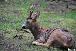 Capreolus capreolus