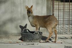 Beijing Zoological Gardens