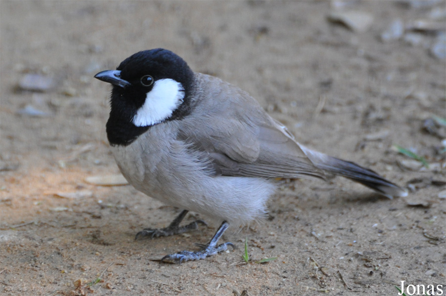 Sharjah