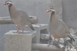 Sharjah Desert Park