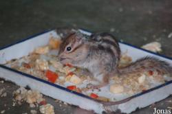 Tamias sp.